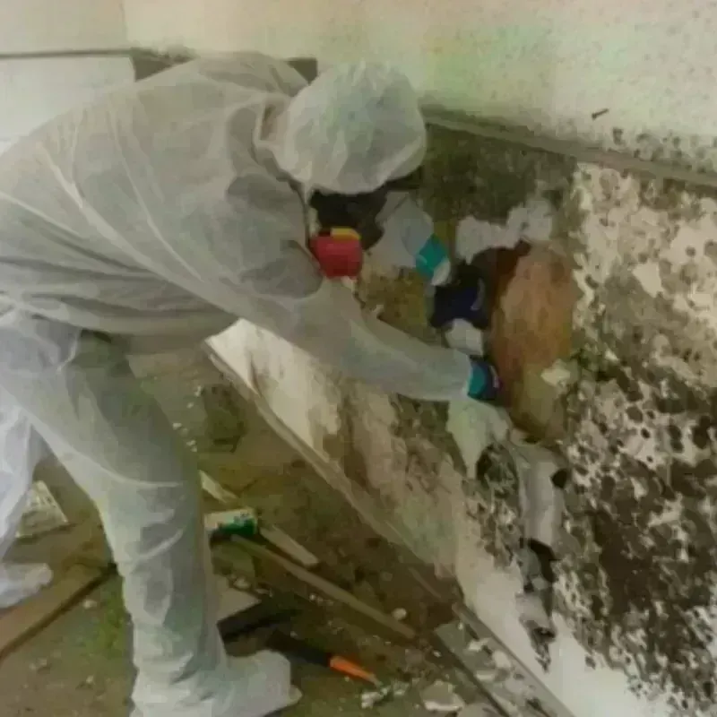 Mold Remediation and Removal in Novi, MI